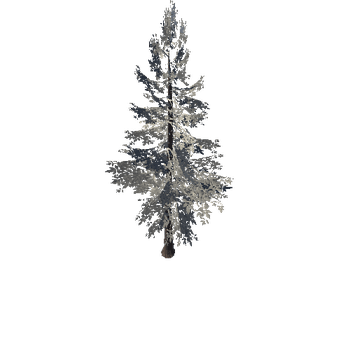 SM_Veg_Tree_Fir_01 (1)